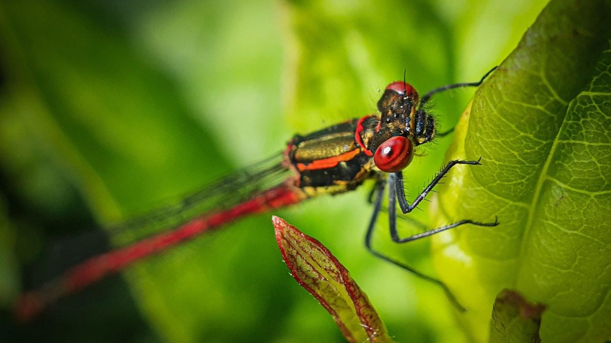 Hình ảnh được chụp bằng camera Macro 2MP